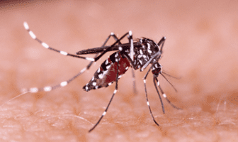 images aedes 10033