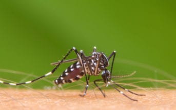 epidemia de dengue