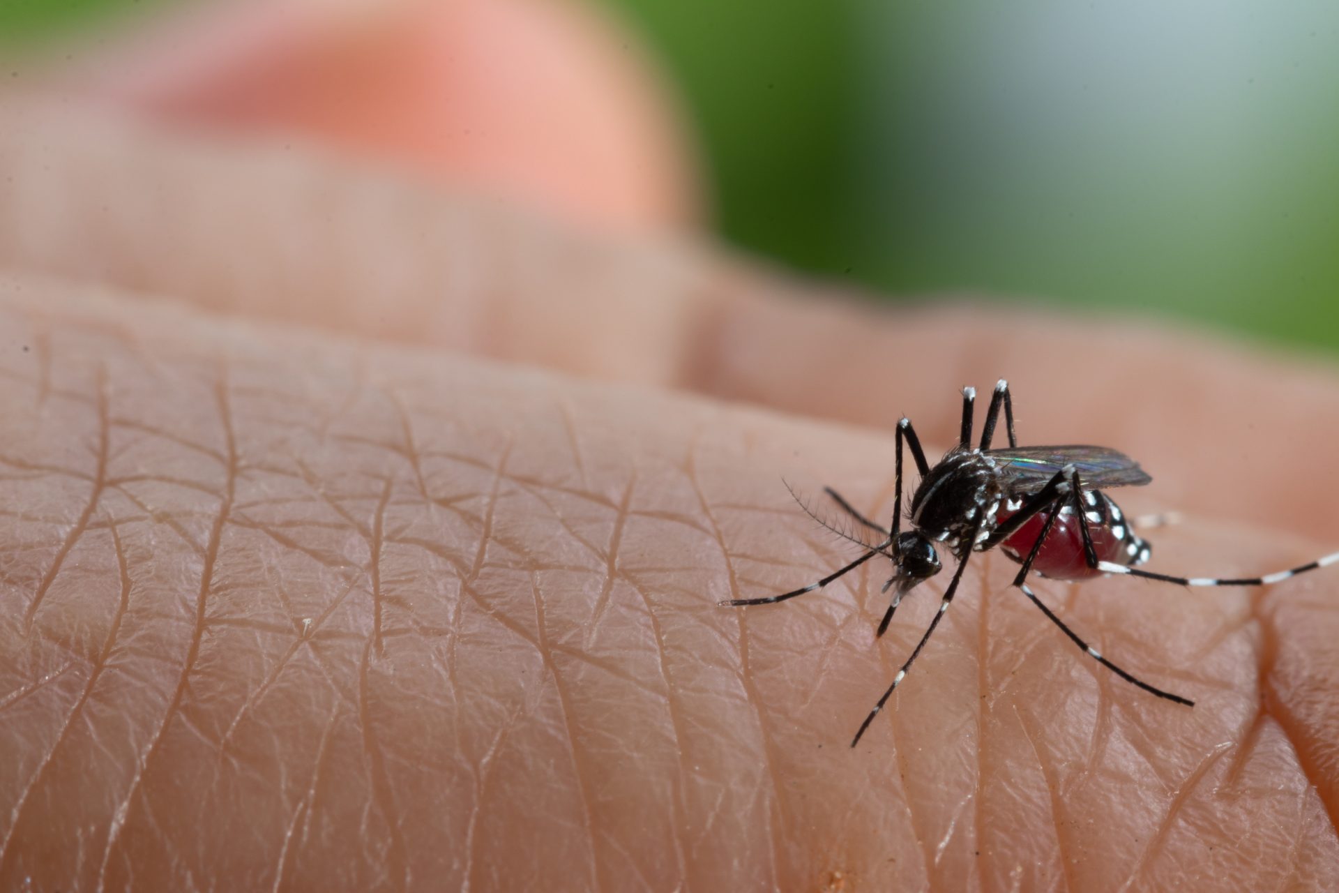 Какие инфекции передаются через укусы кровососущих насекомых. Aedes aegypti комар. Лихорадка Денге комар. Лихорадка Денге от комаров.
