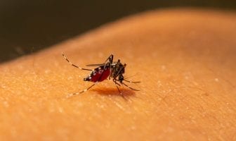 mesmo-em-tempo-de-coronavírus-cuidados-para-evitar-a-dengue-devem-ser-mantidos