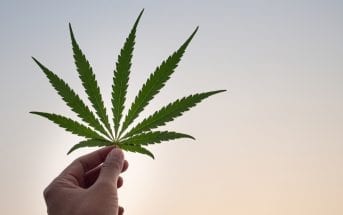 uso-medicinal-da-cannabis-e-tema-de-seminario-online-gratuito