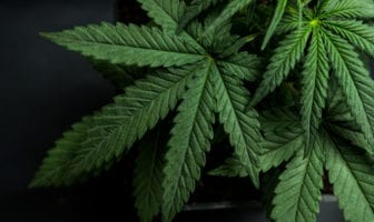regulamentação-cannabis-brasil