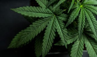 venda-legal-cannabis
