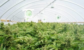 cultivo-cannabis