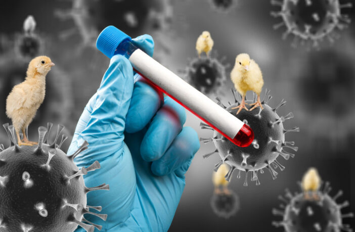 oms-confirma-primeira-morte-por-gripe-aviaria-no-mundo