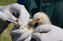 governo-de-sp-decreta-estado-de-emergencia-por-gripe-aviaria