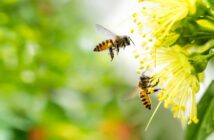 tio-nacho-protege-mais-de-um-milhao-de-abelhas-em-prol-do-meio-ambiente