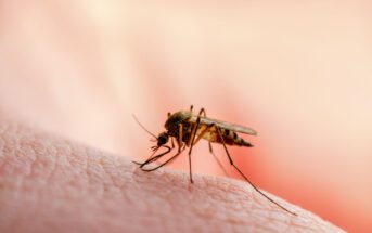 profissionais-de-saude-alertam-para-ressurgimento-do-tipo-3-da-dengue