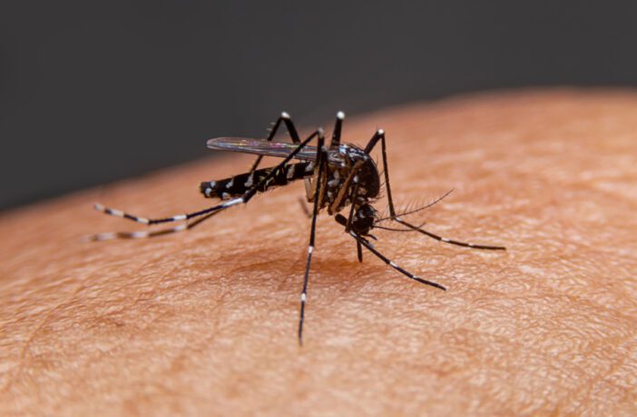 hospitais-da-rede-dor-sao-luiz-em-sp-registram-ate-833-mais-casos-de-dengue-em-2024