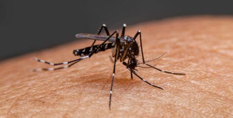 77% dos distritos de SP têm alta incidência de dengue