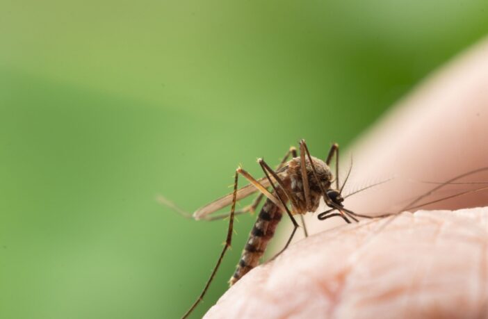surto-de-dengue-no-brasil-e-america-do-sul-pode-ser-o-pior-da-historia-diz-oms