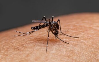 dengue-1-em-cada-4-mortes-aconteceu-no-df-informa-ministerio-da-saude