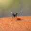 cidade-de-sp-ja-registra-mais-de-100-mil-casos-de-dengue-em-2024