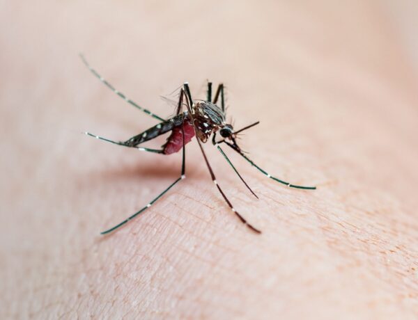 Dengue avança em SP e é considerada epidemia em todos os 96 bairros da cidade