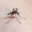 dengue-avanca-em-sp-e-e-considerada-epidemia-em-todos-os-96-bairros-da-cidade