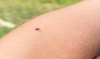mosquito-sugando-braço-de-um-homem-shutterstock